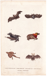 Bats